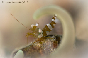 Squat shrimp and anemone by Leslie Howell 